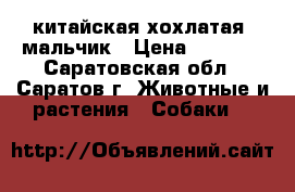 китайская хохлатая  мальчик › Цена ­ 5 000 - Саратовская обл., Саратов г. Животные и растения » Собаки   